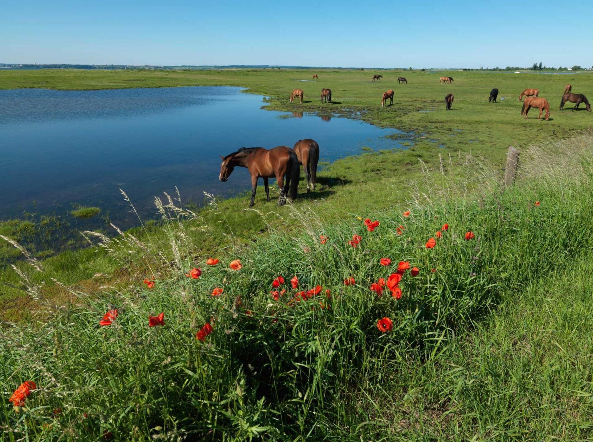 Seerose Insel Poel Bagian luar foto